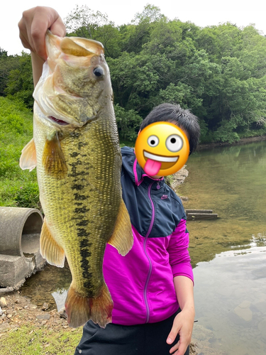 ブラックバスの釣果