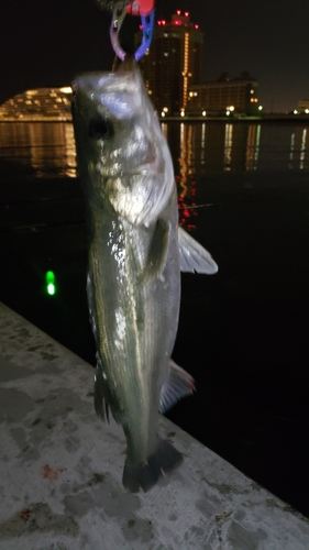 ハネ（マルスズキ）の釣果