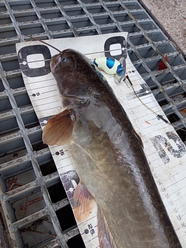 ナマズの釣果