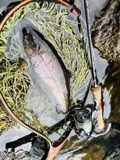 イワナの釣果