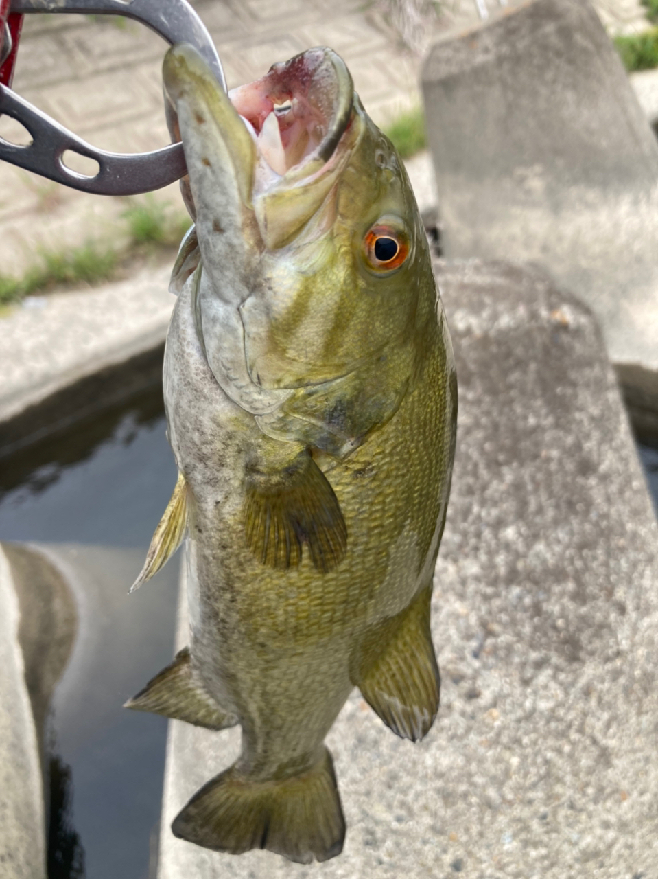 スモールマウスバス