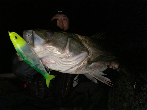 スズキの釣果