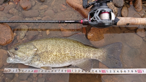 スモールマウスバスの釣果