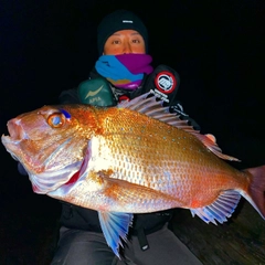 マダイの釣果