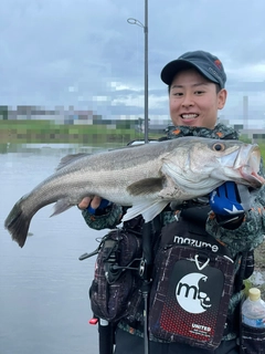 スズキの釣果