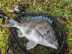 キビレの釣果