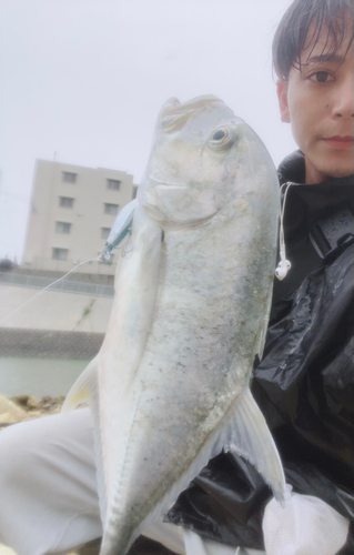 ロウニンアジの釣果