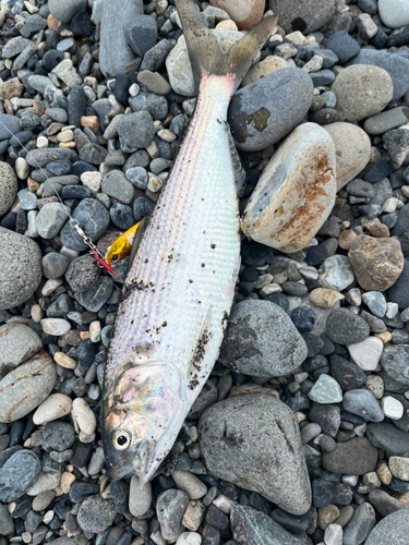 コノシロの釣果