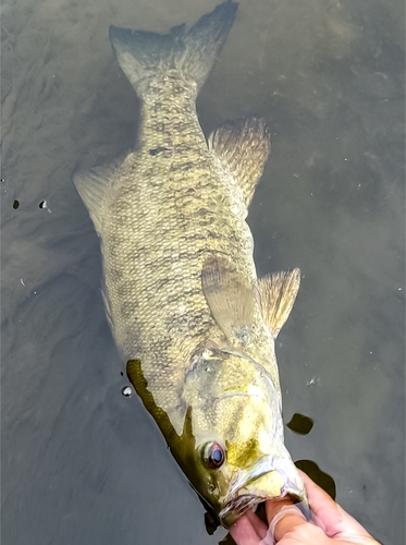 スモールマウスバスの釣果