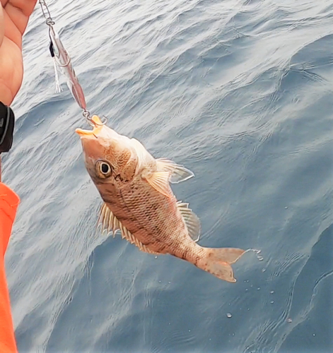 フエフキダイの釣果