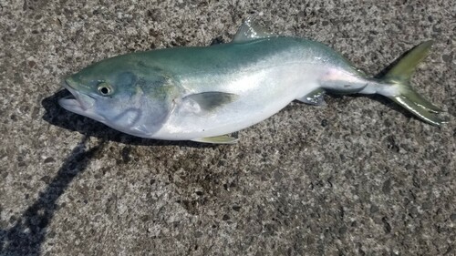 メジロの釣果