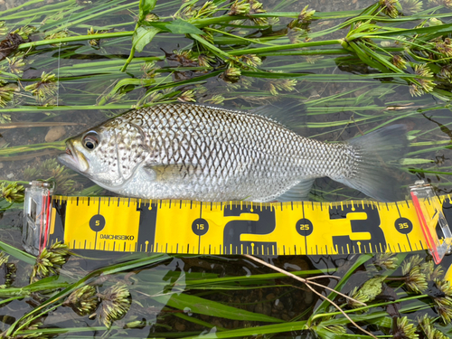 オオクチユゴイの釣果