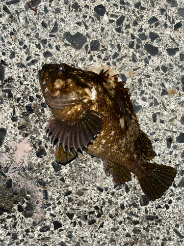 カサゴの釣果