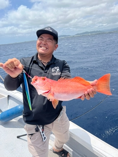 スジアラの釣果