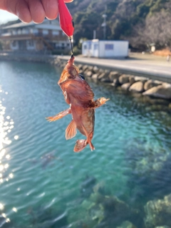 アラカブの釣果