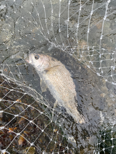 イシモチの釣果