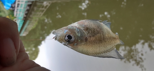 ブルーギルの釣果