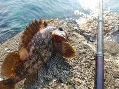 オウゴンムラソイの釣果