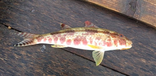 ヨメヒメジの釣果