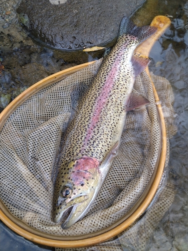 ニジマスの釣果