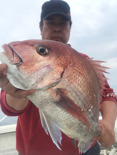 マダイの釣果