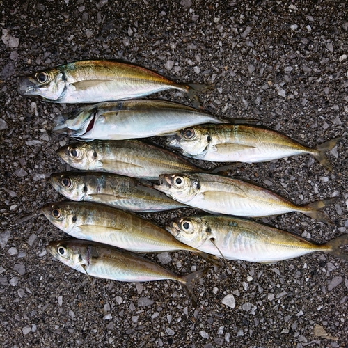 アジの釣果