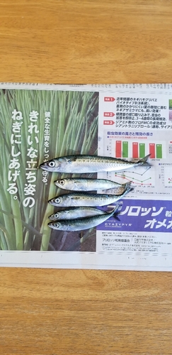 サバの釣果