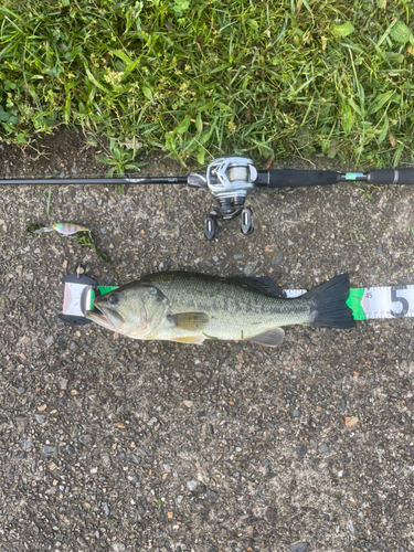 ブラックバスの釣果