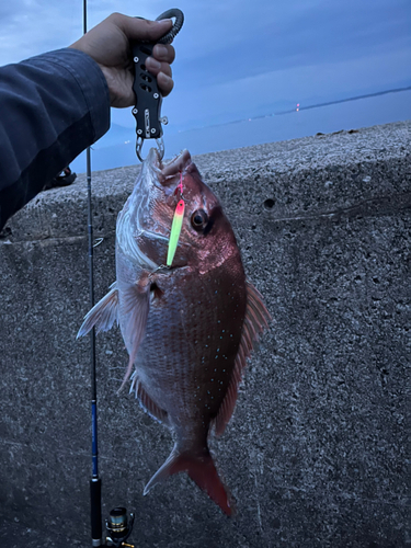 マダイの釣果