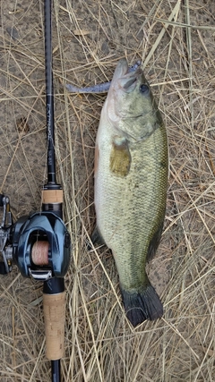 ラージマウスバスの釣果