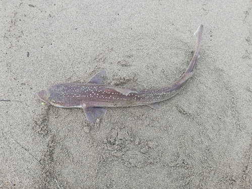 サメの釣果