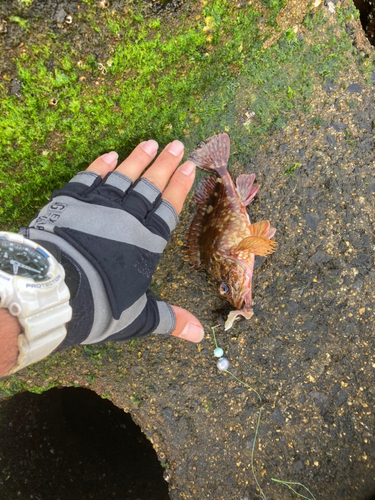 カサゴの釣果