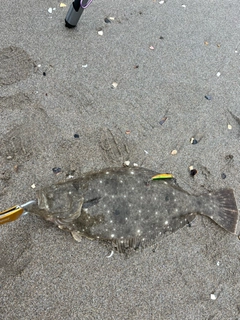 ヒラメの釣果