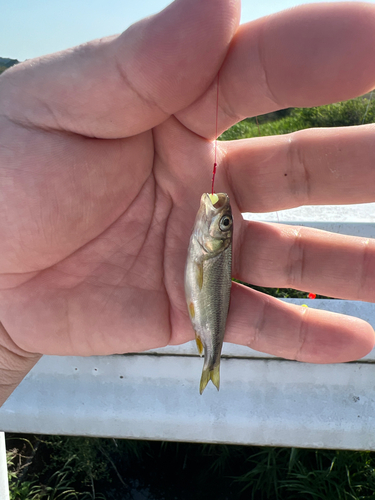 オイカワの釣果