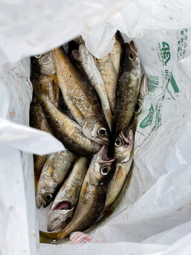 ムツの釣果