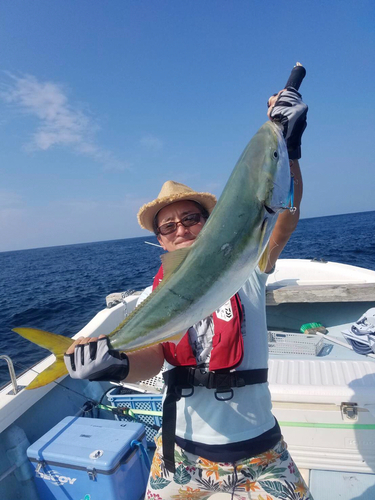 ブリの釣果