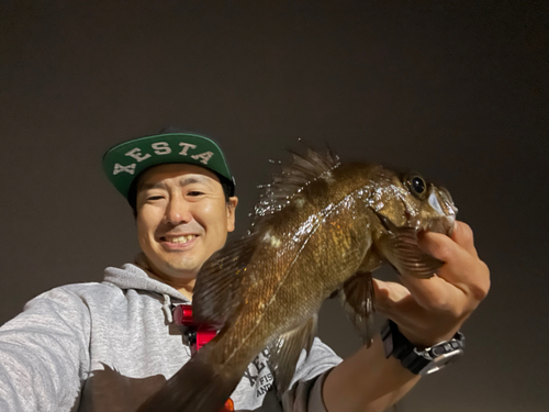 シロメバルの釣果