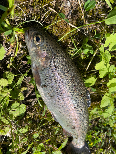 ニジマスの釣果