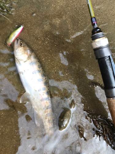 ヤマメの釣果