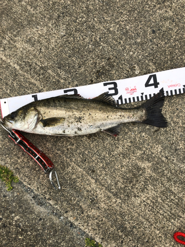 セイゴ（マルスズキ）の釣果