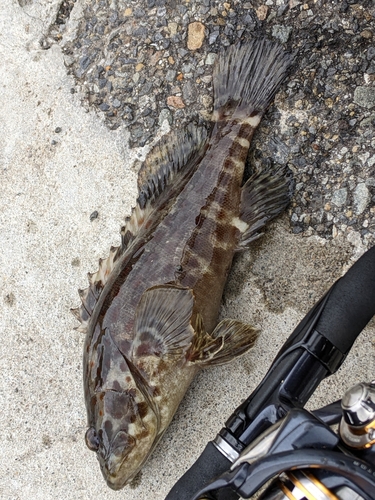 チャイロマルハタの釣果