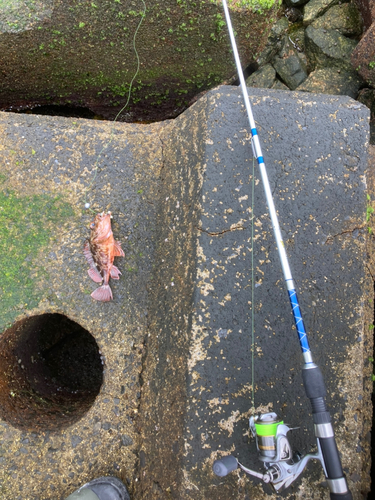 カサゴの釣果