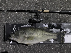 ブラックバスの釣果