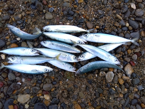 サバの釣果