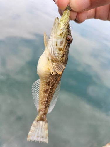 アナハゼの釣果