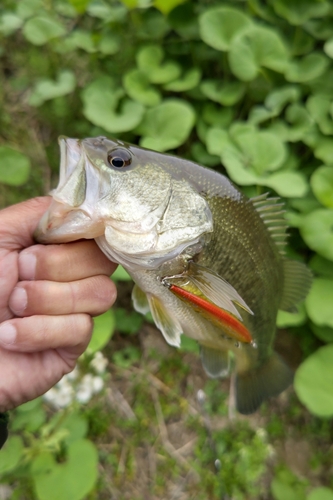 ラージマウスバスの釣果