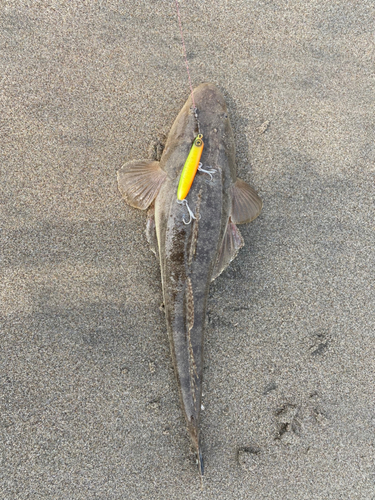 マゴチの釣果