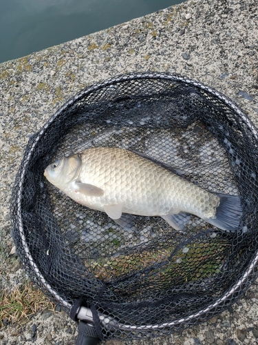 ヘラブナの釣果