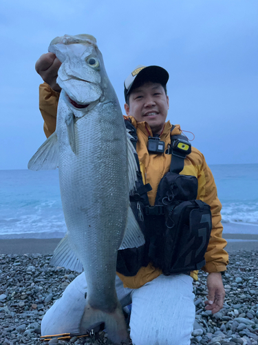 ヒラスズキの釣果