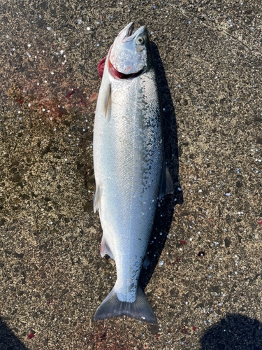 サクラマスの釣果